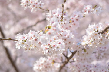 日々の散歩
