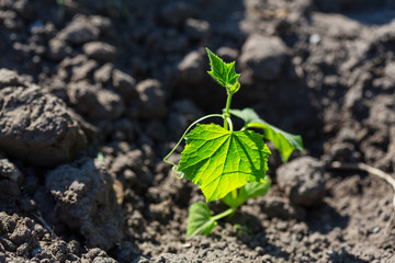 Sprout