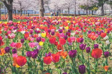 Champ de tulipes dans la ville d'Odaiba au Japon
