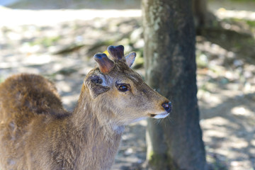奈良公園のシカ