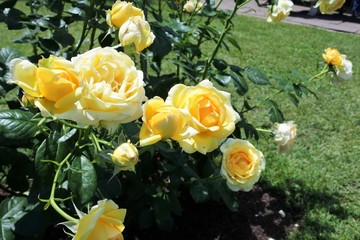 the yellow roses in the rose garden