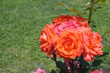 red roses in the garden