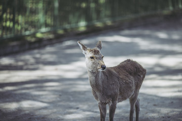 奈良公園のシカ