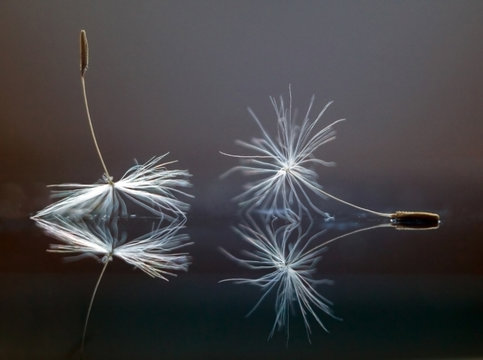Dandelion seeds with reflection