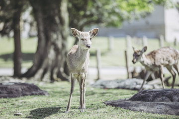 奈良公園のシカ