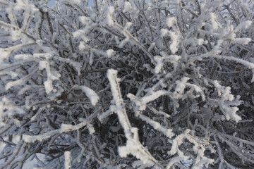 Winter frost branches snow and ice covered. Winter background.
