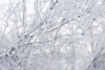 Winter frost branches snow and ice covered. Winter background.