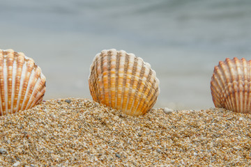 Tres conchas en la playa