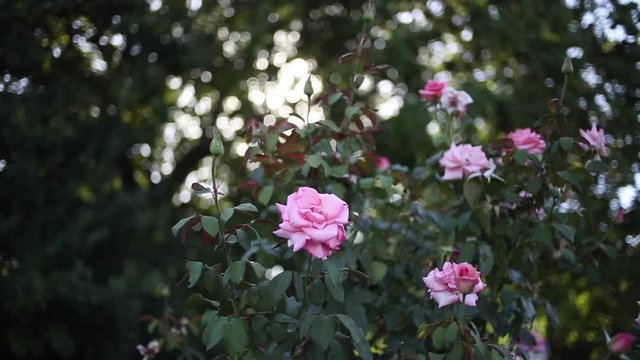 Beautiful wide shot footage of bright pink roses with bokeh and sun flare