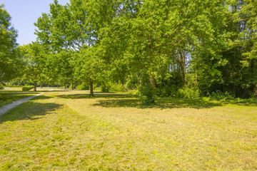 Trees along a field below a blue sky in the light of sunrise in spring
