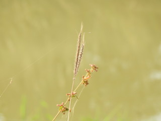crowfoot grass