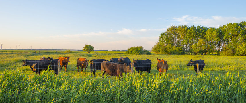 Herd of cows in a green meadow in the light of sunrise in spring