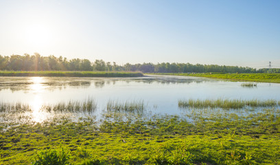 Feral horses in a field along a lake in the light of sunrise in spring