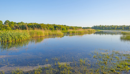 Fototapeta na wymiar Reed along the shore of a lake at sunrise in spring