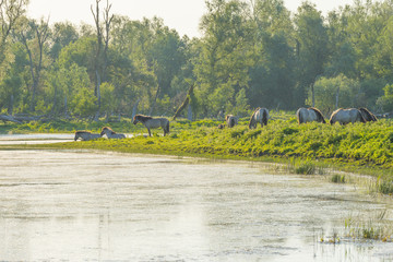 Feral horses in a field along a lake in the light of sunrise in spring © Naj