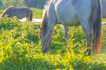 Feral horses in a field along a lake in the light of sunrise in spring