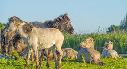 Feral horses in a field along a lake in the light of sunrise in spring © Naj