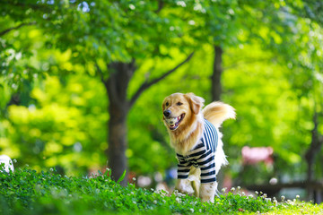 ゴールデンレトリバー