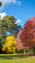 Naklejka premium The Colours of Autumn leaves in a park