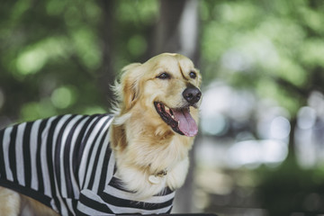 ゴールデンレトリバー