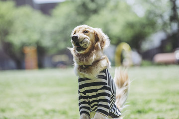 ゴールデンレトリバー