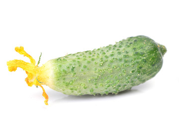 Fresh cucumber
