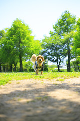 Fototapeta premium ゴールデンレトリバー