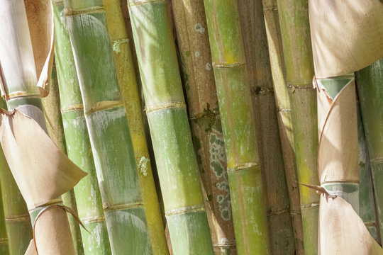  touffe de bambous 