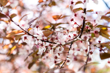 Close-up view of beautiful blossoming cherry tree branch, selective focus