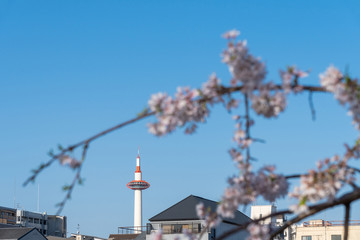 Obraz premium 京都の春の風景 鴨川沿いの桜 京都 日本