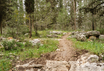 Trail in a beautiful forest at day time in Israel.