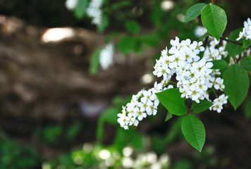 branch of a white blossoming bird cherry
