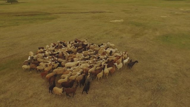 Aerial view Sheep on the field 4k