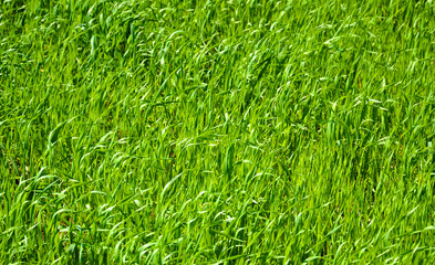 Abstract background with vivid green grass for your design