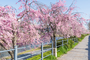 京都の春の風景　鴨川沿いの桜　京都　日本