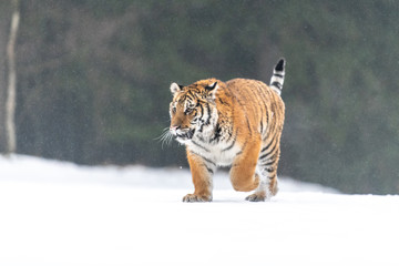 Siberian Tiger in the snow (Panthera tigris)