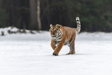 Siberian Tiger in the snow (Panthera tigris)