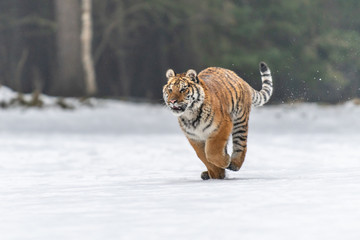 Siberian Tiger in the snow (Panthera tigris)