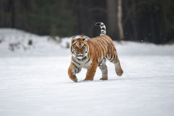 Siberian Tiger in the snow (Panthera tigris)