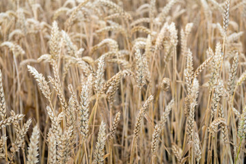 Ripe wheat ears from close