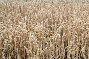 Ripe wheat ears from close