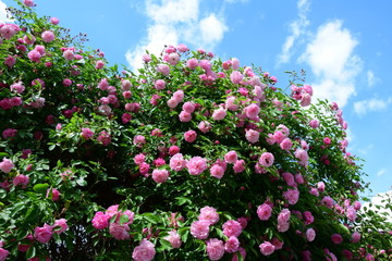Obraz na płótnie Canvas Kletterrosen in rosa, Ramblerrosen in voller Blüte