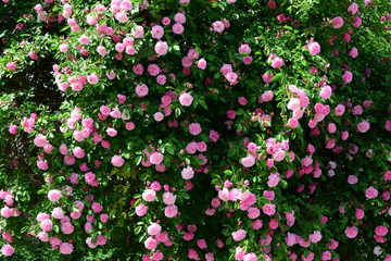 Kletterrosen in rosa, Ramblerrosen in voller Blüte