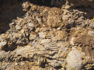 Seashell sea coast texture background. macro nature