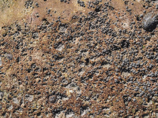 Seashell sea coast texture background. macro nature