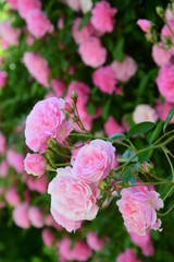 Ramblerrosen, Kletterrosen im Garten