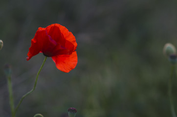 Red poppy in the field