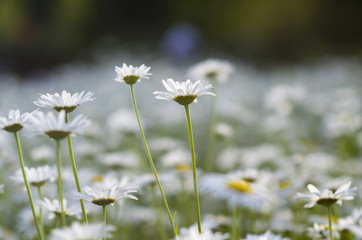  chamomiles in the garden