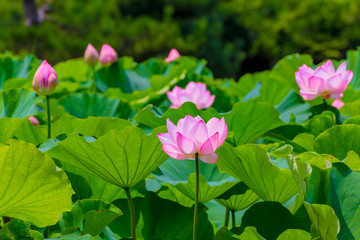 Obraz na płótnie Canvas Lotus Flower.Background is the lotus leaf and lotus bud and lotus flower and tree.Shooting location is Yokohama, Kanagawa Prefecture Japan.