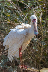 African spoonbill, Platalea alba, beautiful white bird perched on a tree 
